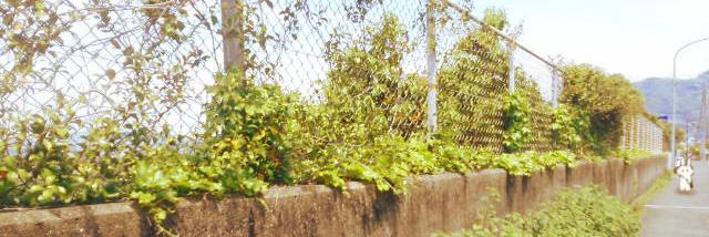 たぶな banner