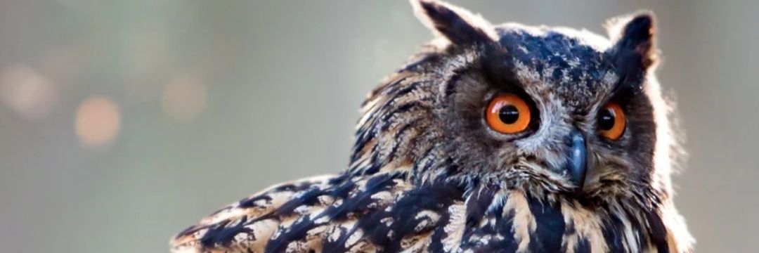 waqee0's profile banner image
