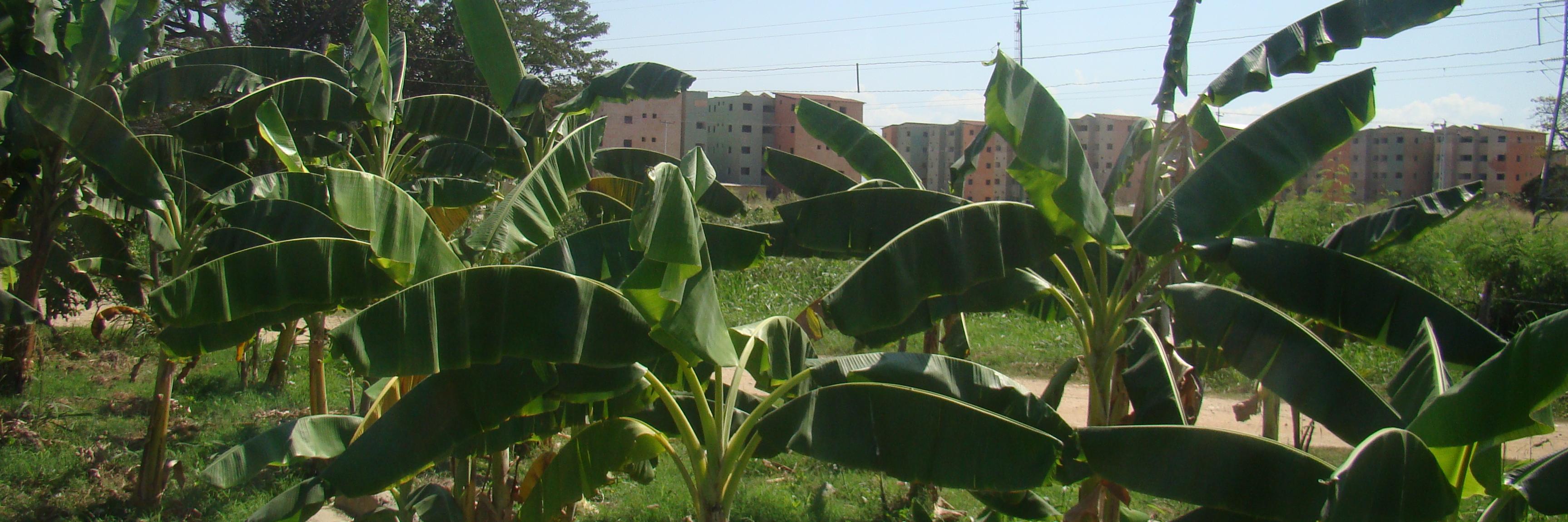 CCSANVENANCIO's profile banner image