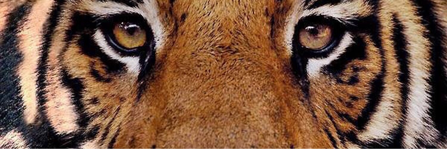 CarrisU's profile banner image
