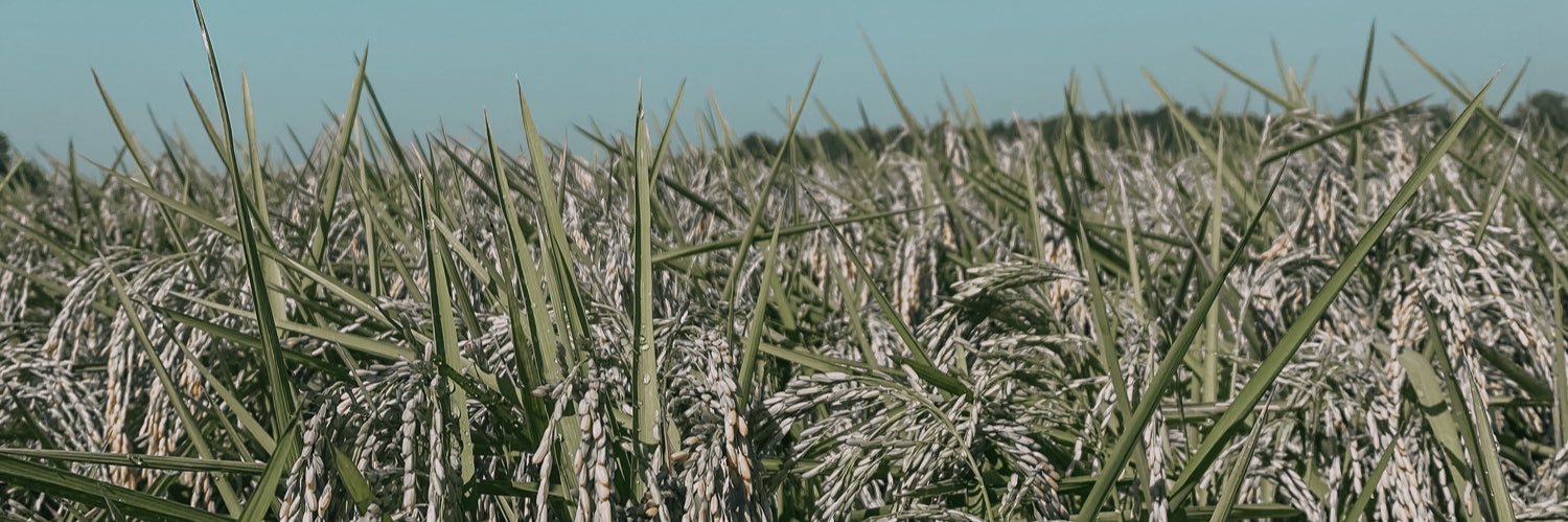 this_is_ricki's profile banner image