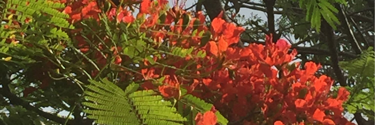 JuanitaCercone's profile banner image