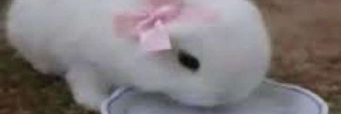 lettuceplus1's profile banner image