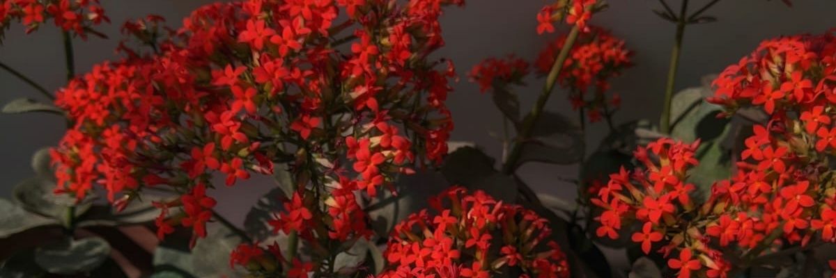 EJamshed's profile banner image