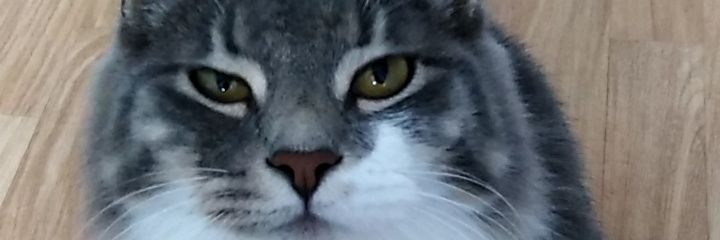 sarah_dvr's profile banner image