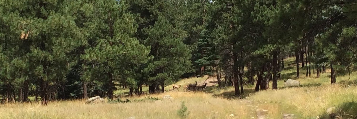 Laura Naranjo banner