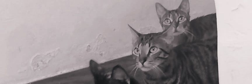 angiessif's profile banner image