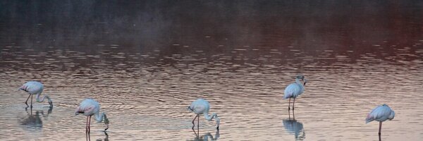 Lorebergo Profile Banner