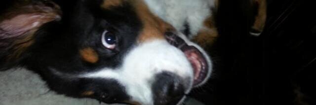 Samantha Klonaris banner