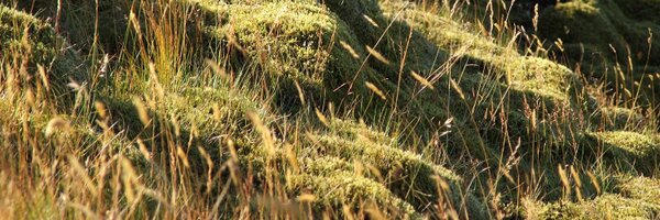PrimaryFeather Profile Banner