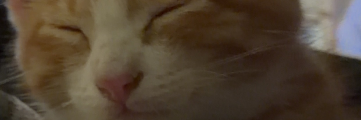 InsaneNinja227's profile banner image