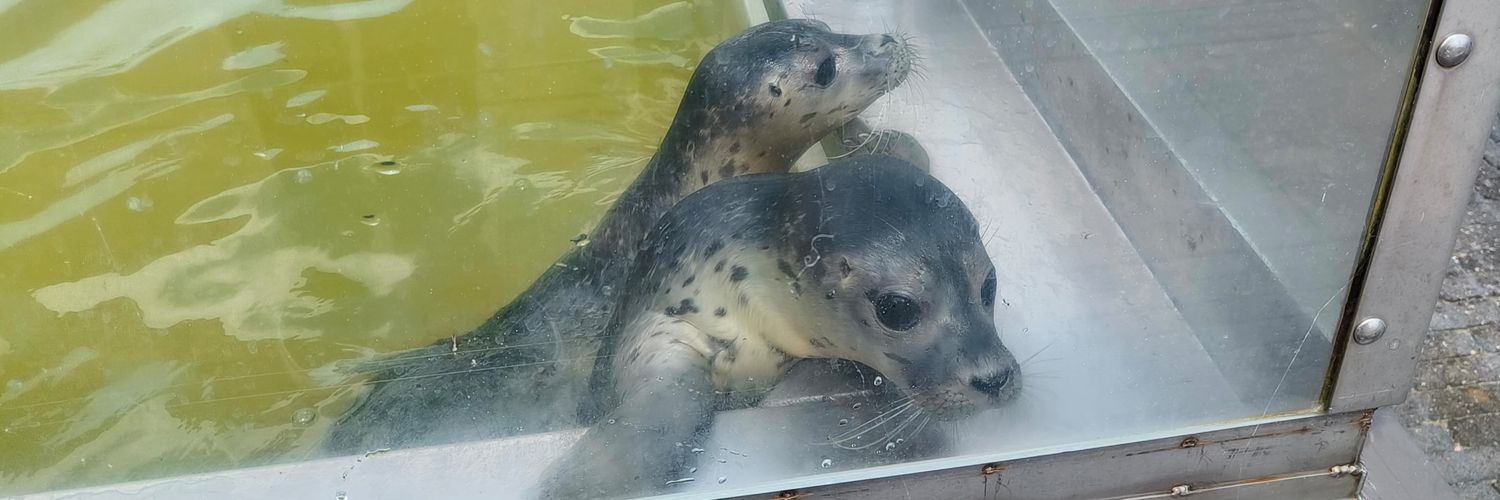 Yvonne Buitelaar banner