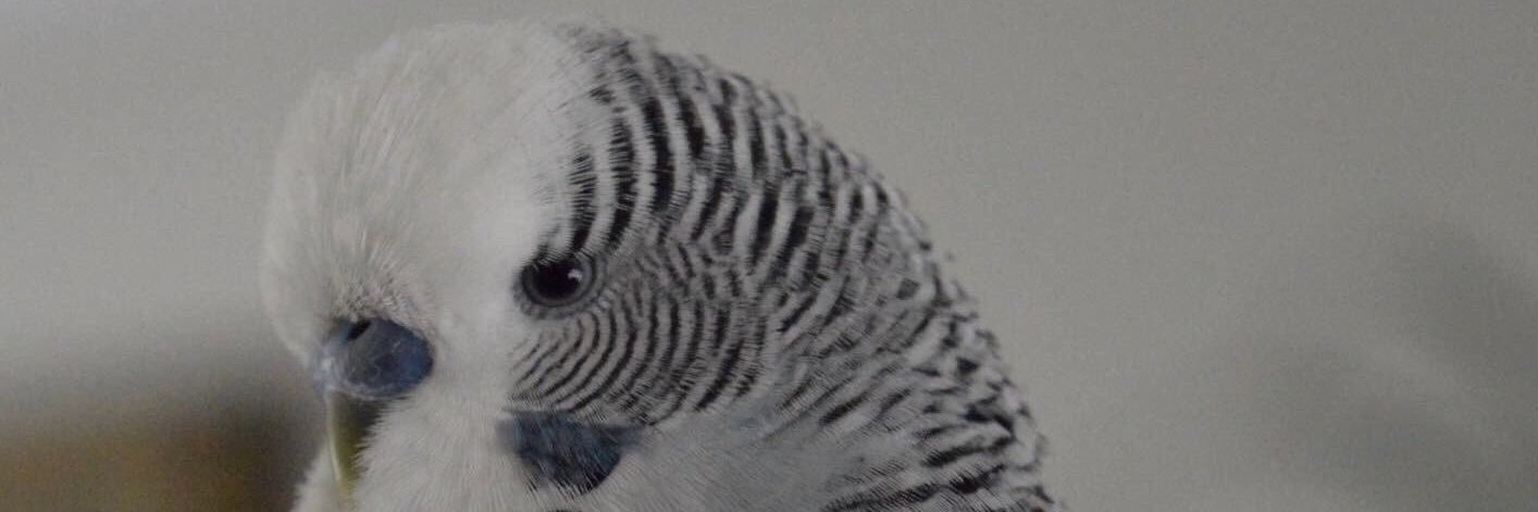 DaisyParrot1's profile banner image