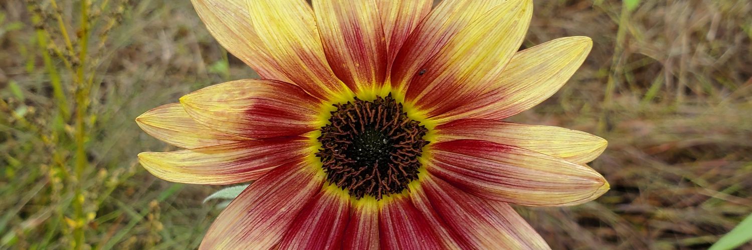 Brandon Scott banner