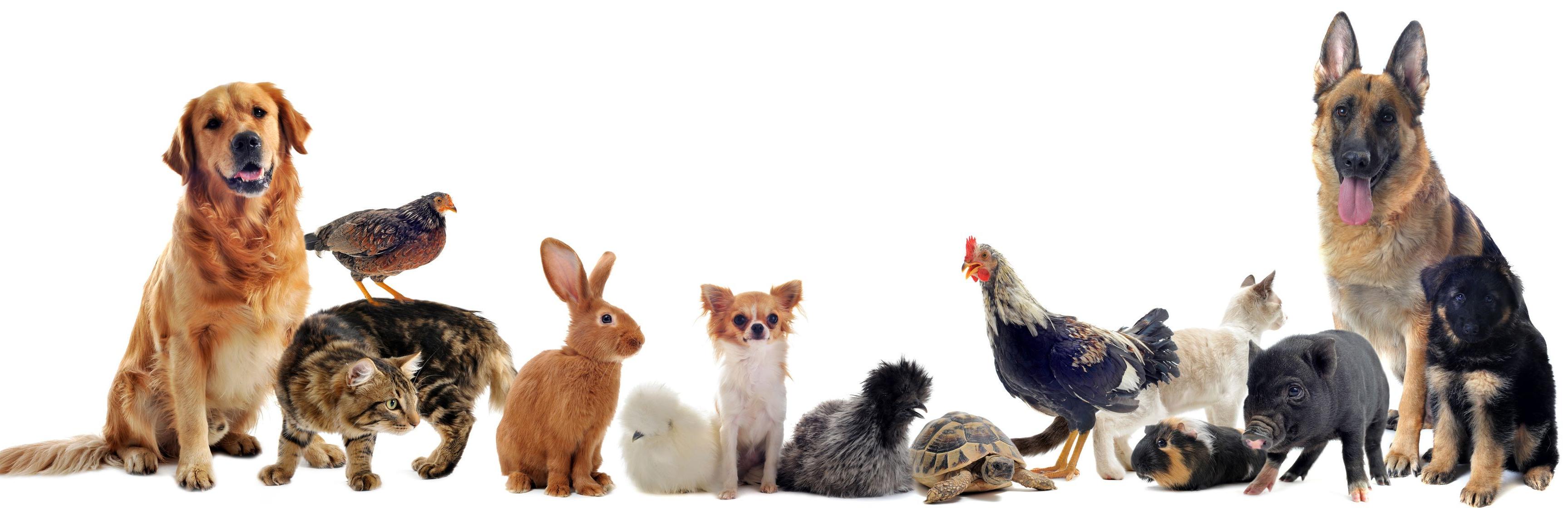 zeppy.io pets banner