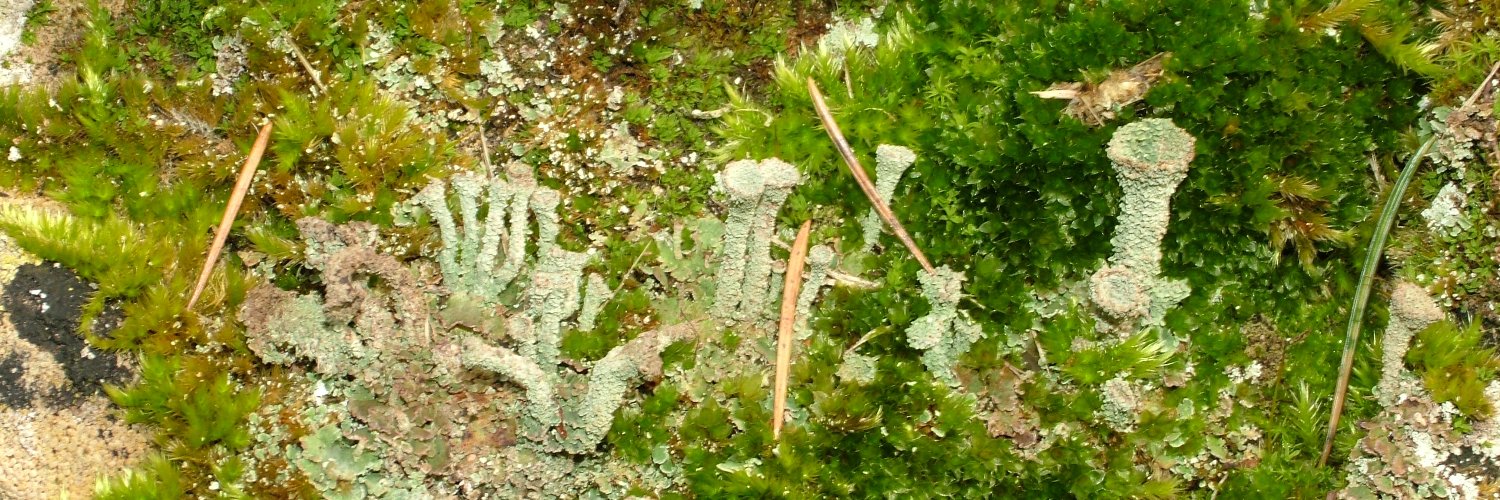 Derek (Del) Pickard banner