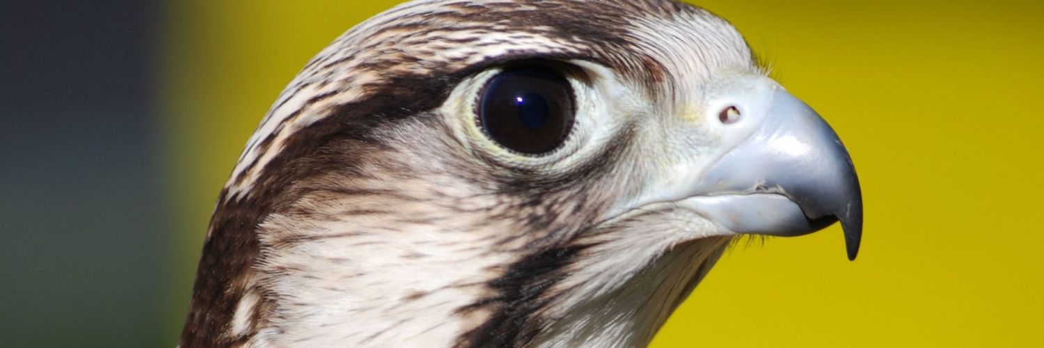edreiss51's profile banner image