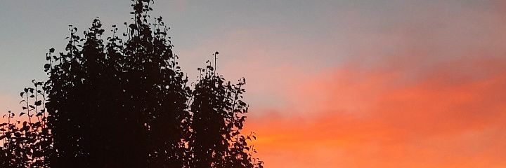 rose_dgg's profile banner image
