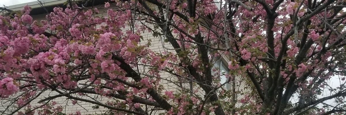 belkys50's profile banner image