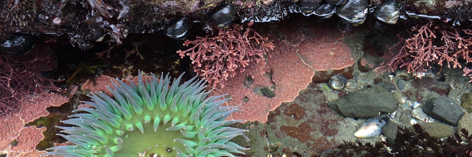 Dr. Julie Schram banner