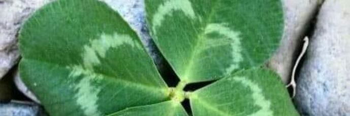 Montse Montaner F banner