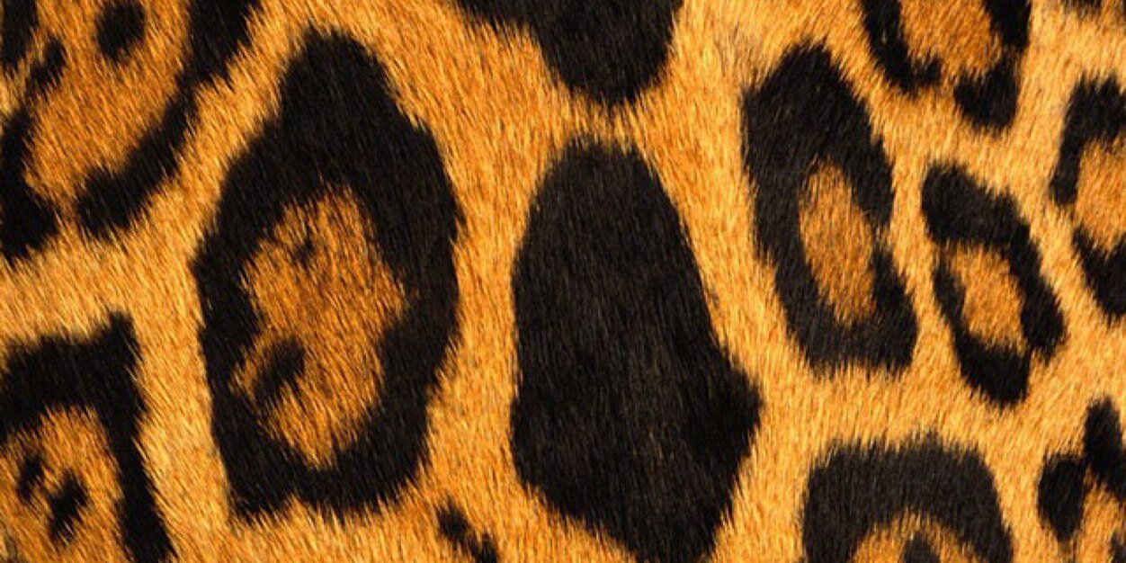 MissCocoStarFM's profile banner image