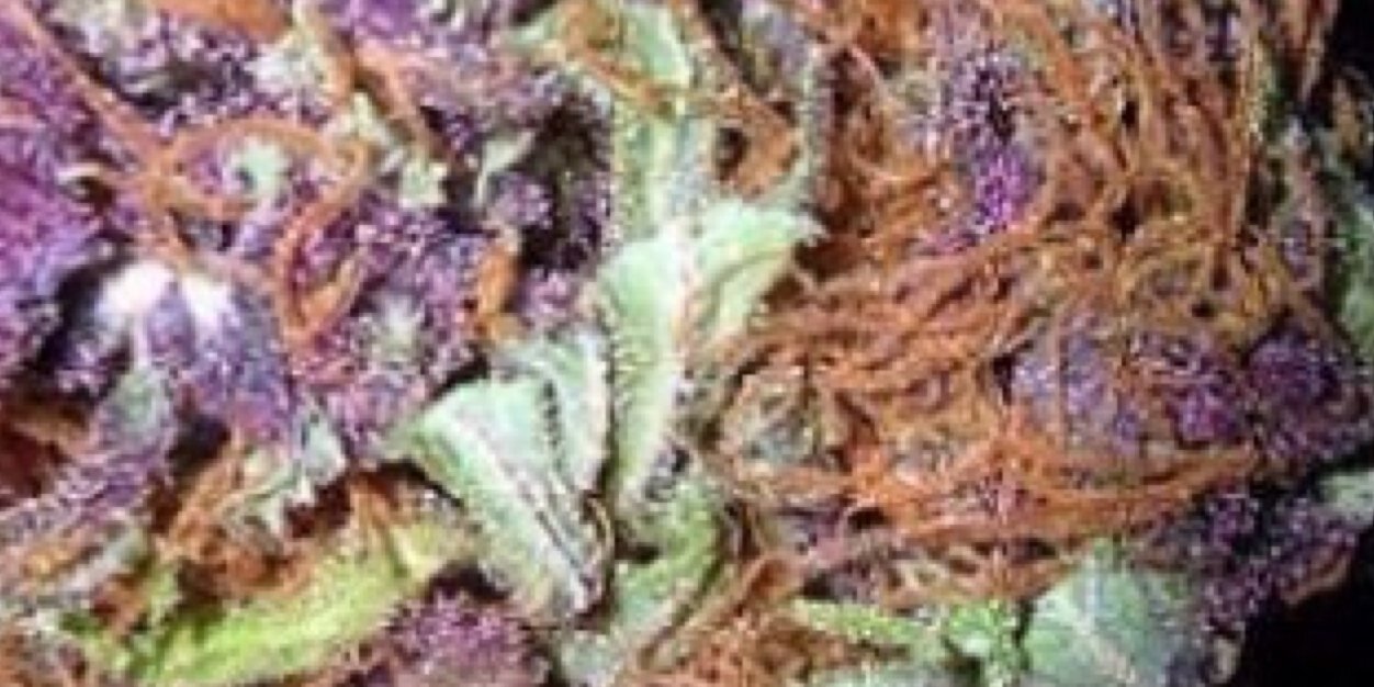indica_mcdank's profile banner image