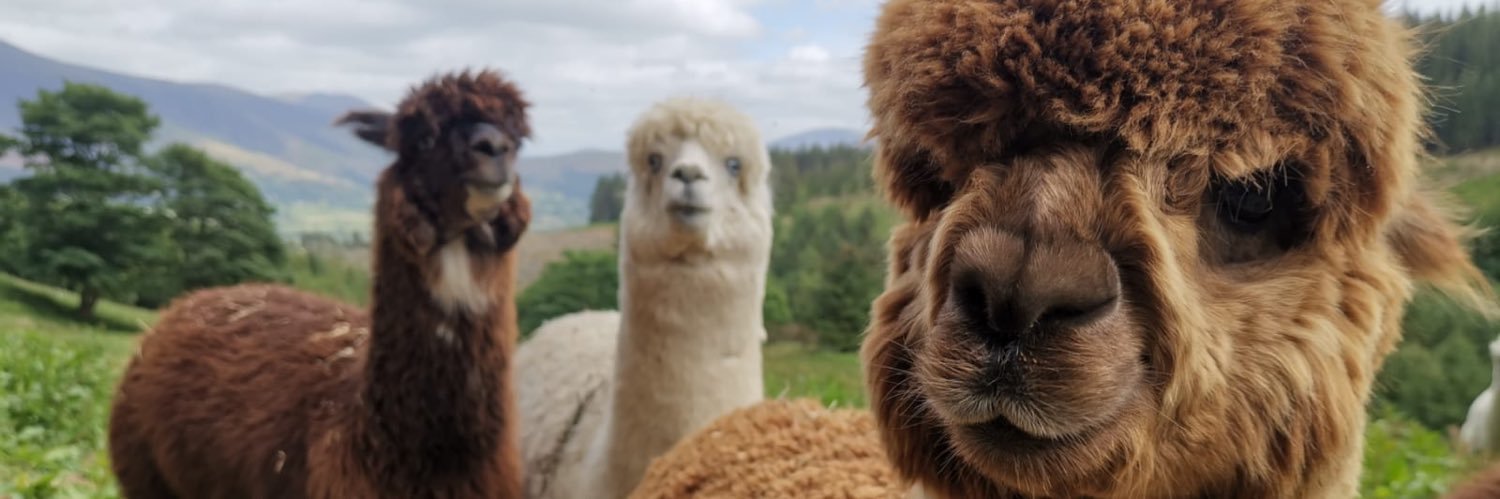 Alpacaly Ever After banner