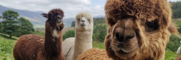 alpacaly Profile Banner