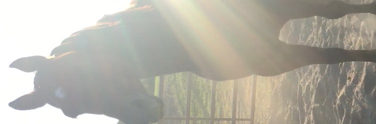 Reghan_Hawk's profile banner image