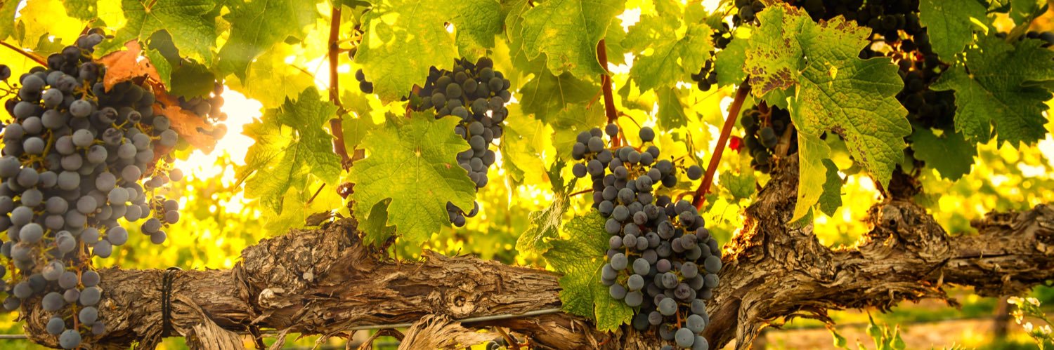 BodegaValazul's profile banner image