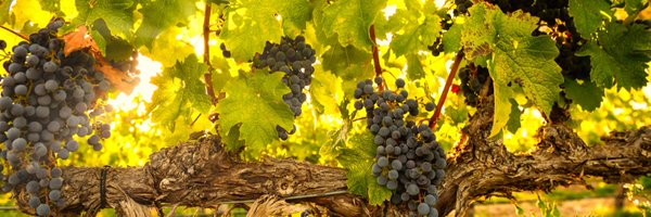 BodegaValazul Profile Banner