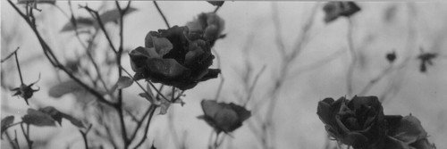 silwerhof_'s profile banner image