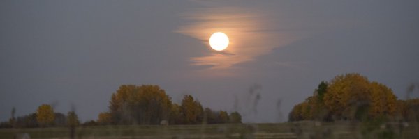 IronBuffalo1 Profile Banner