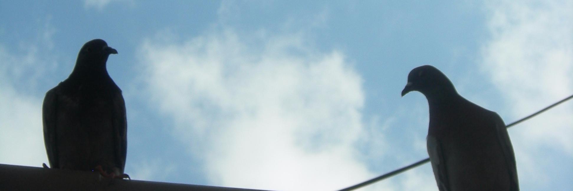Shmargadt's profile banner image