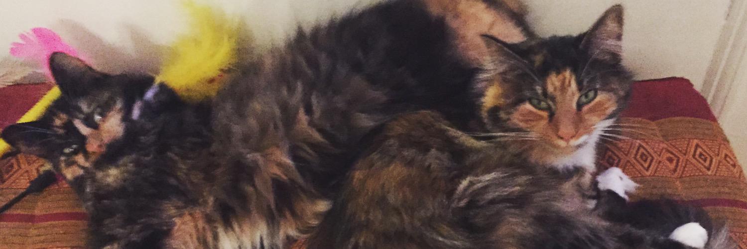 KatherineSellar's profile banner image