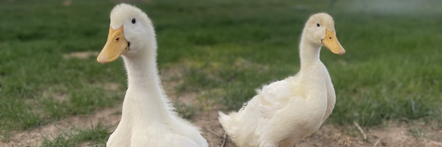 _dmaeec's profile banner image