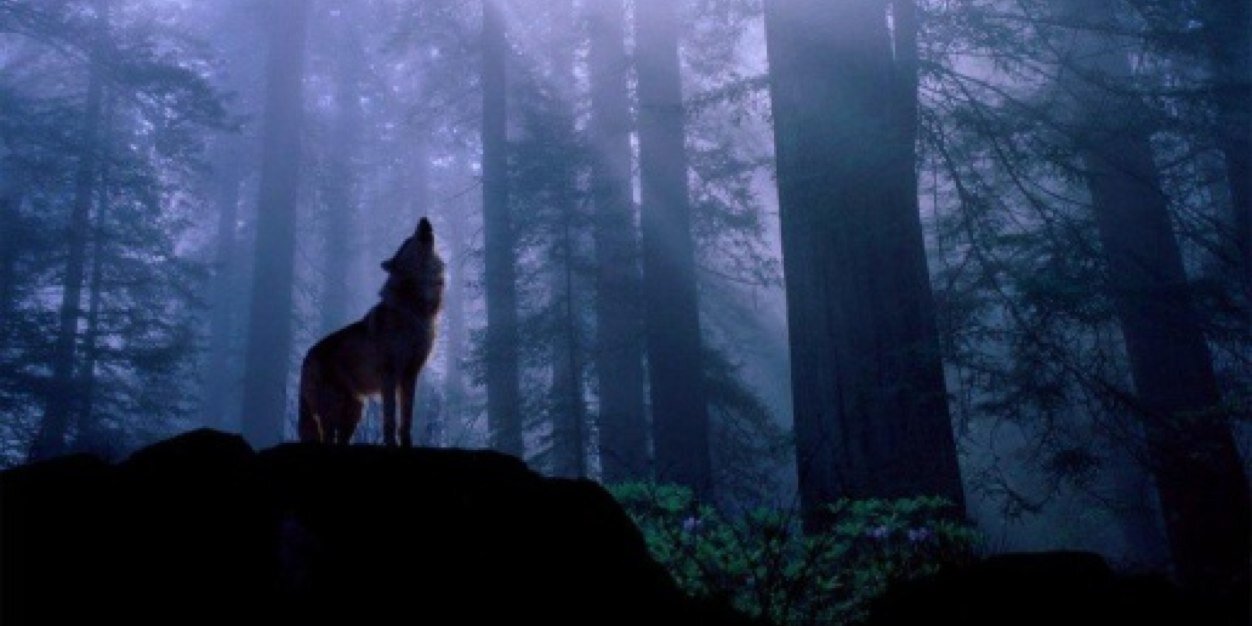 DarrenLinard's profile banner image