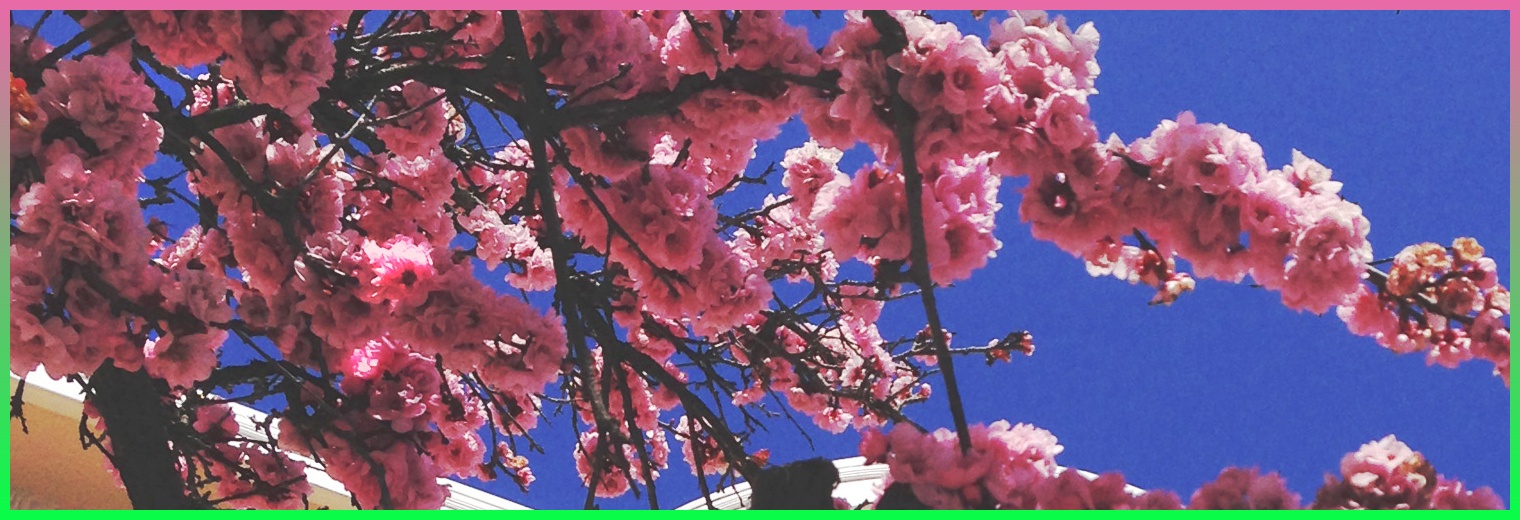 Pratomporn1's profile banner image