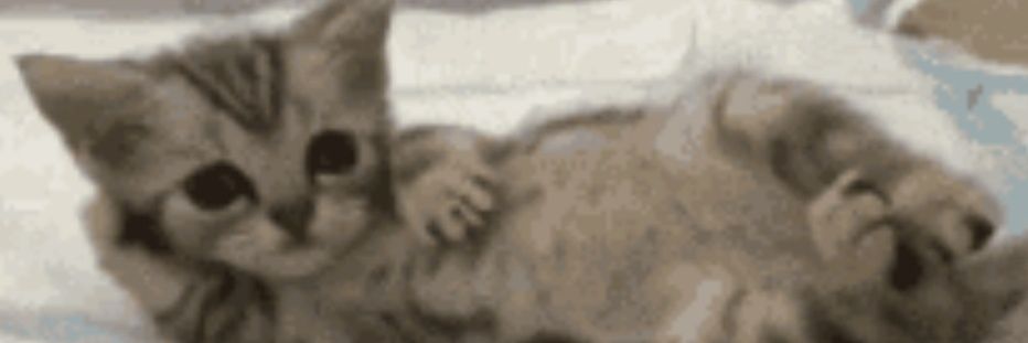AugustoCesarjor's profile banner image