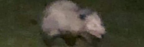 Swift 🏳️‍⚧️ banner