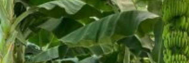 DTurinawe's profile banner image