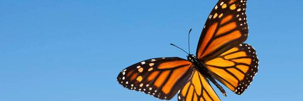 MonarchMeadow Profile Banner