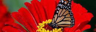 garden_8's profile banner image