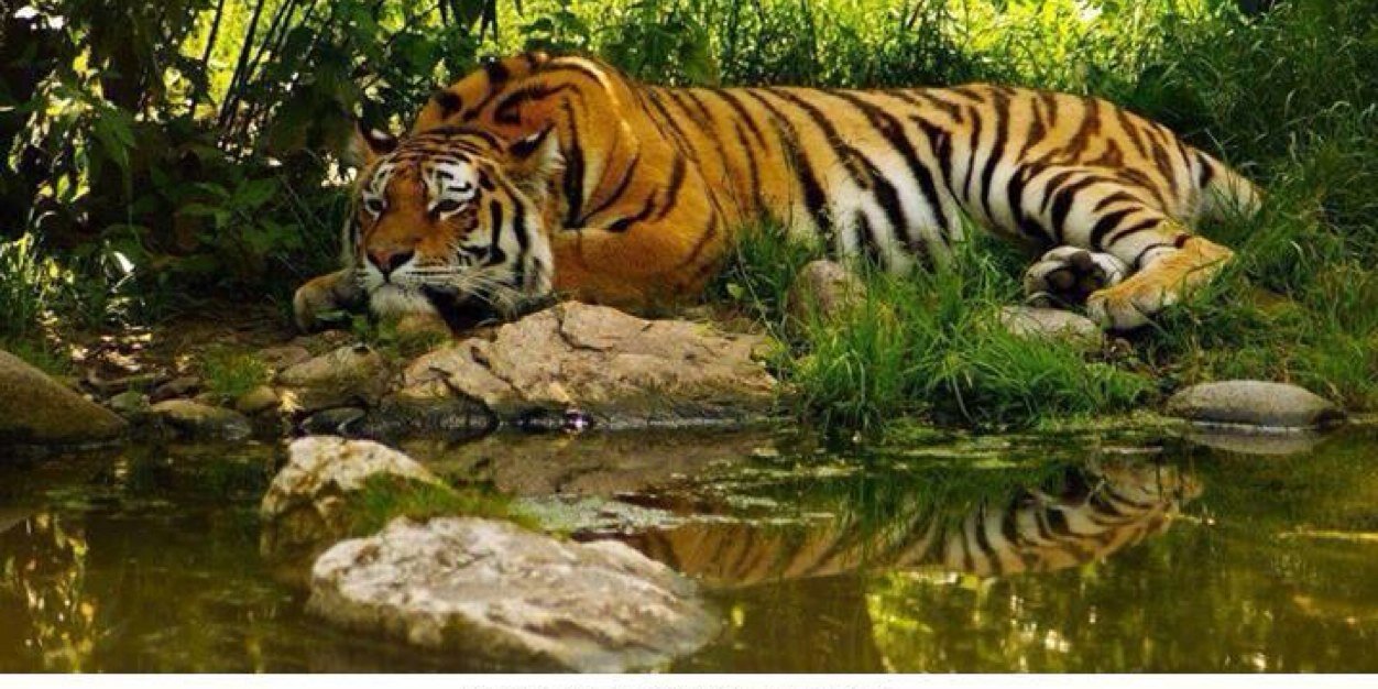 Renata R. de la peña banner