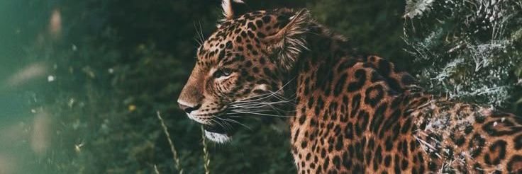 amounick_'s profile banner image