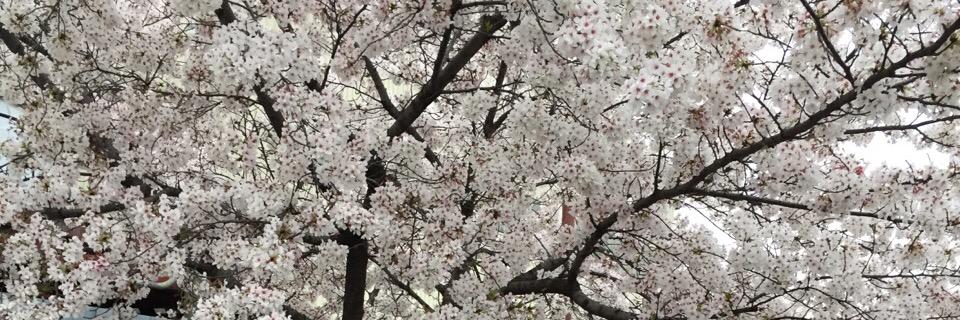 mokumi_ye's profile banner image