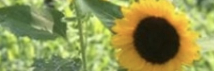 me_monis's profile banner image