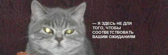 dikiykotikk's profile banner image