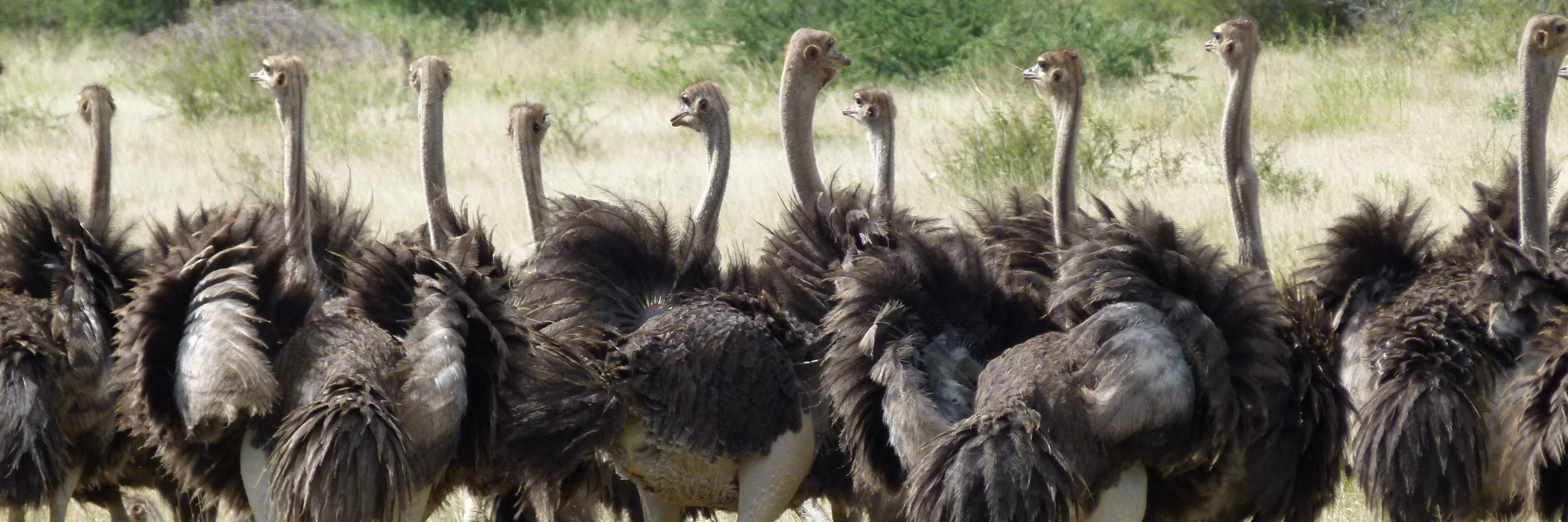 Elizabeth Willoughby banner